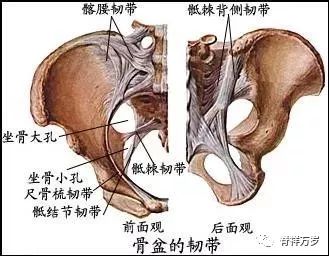 谁的骨盆最端正——我拥有最端正的骨盆形态