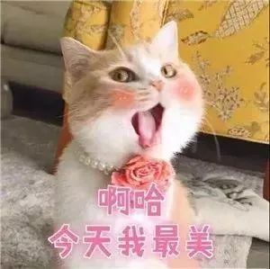 嘻嘻不嘻嘻橘猫表情包