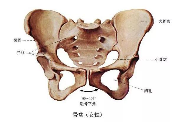 谁的骨盆最端正？视频揭秘骨盆端正的秘密