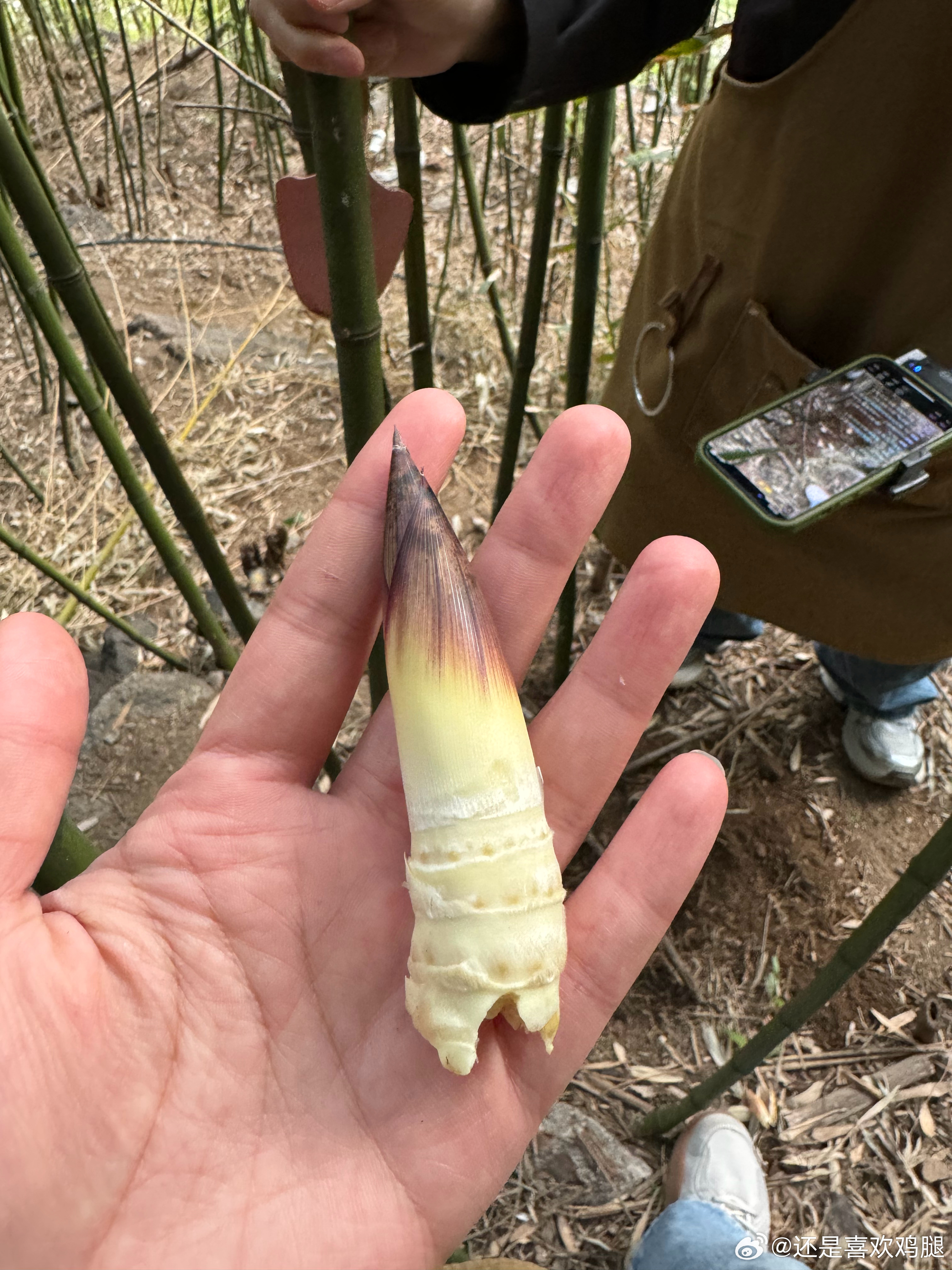 揭秘夺笋现象，深度剖析背后的本质与思考