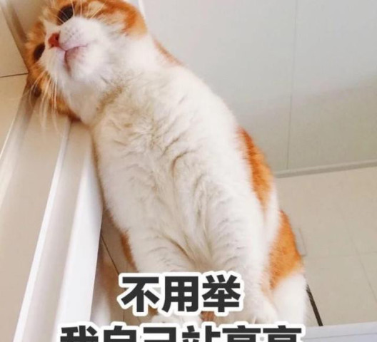 黄橘猫表情包魅力展现