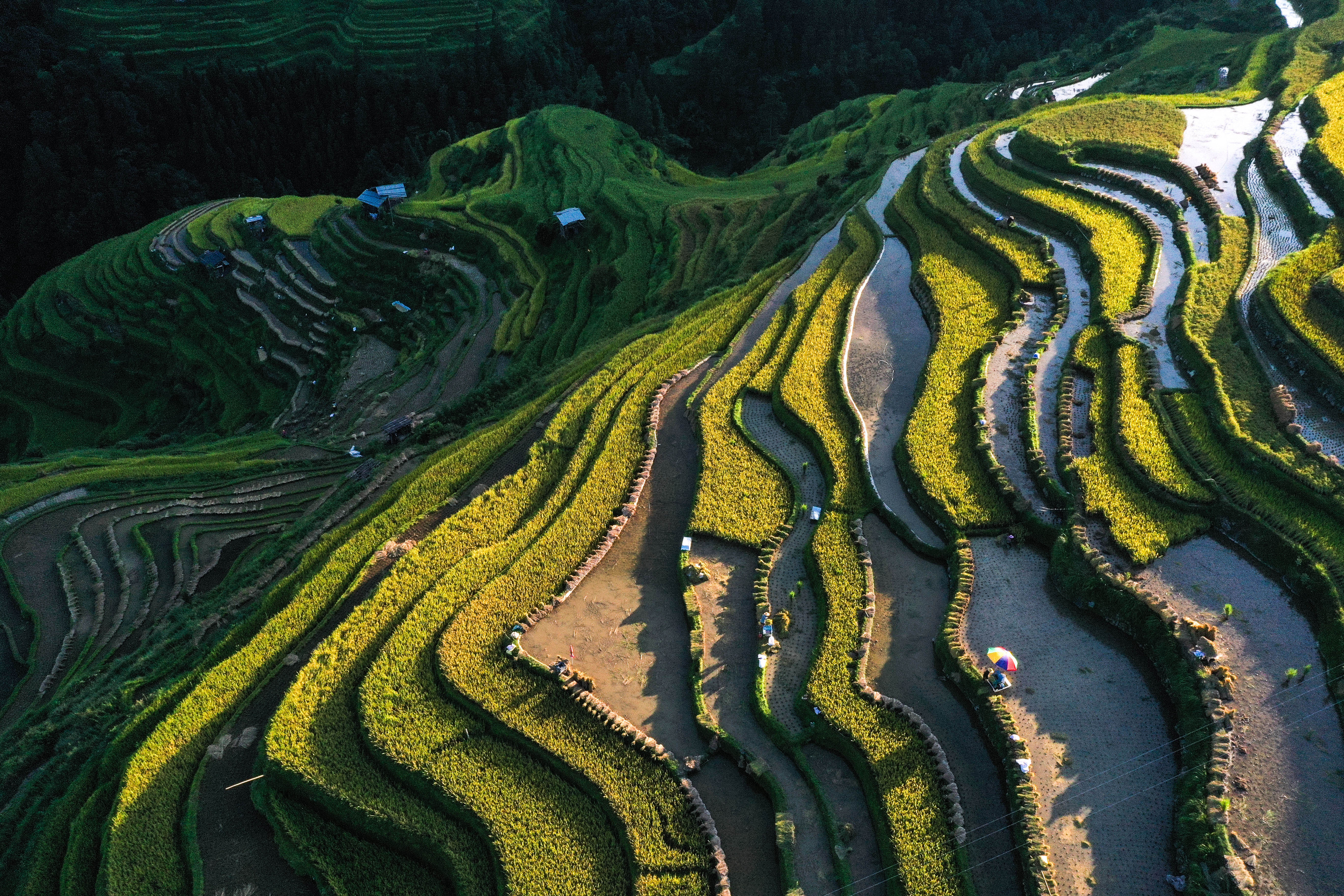 月亮山梯田秋收忙，壮丽画卷展眼前