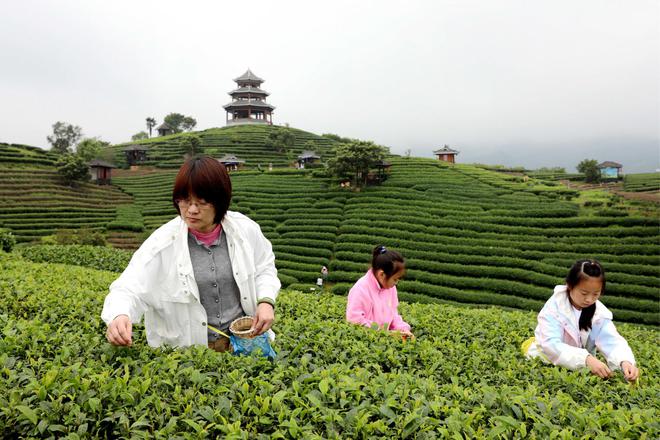 广西侗乡，茶旅融合吸引游客纷至沓来