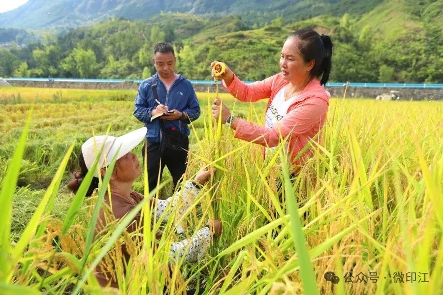 印江县杨柳镇迎来丰收盛宴，喜悦洋溢全镇每个角落