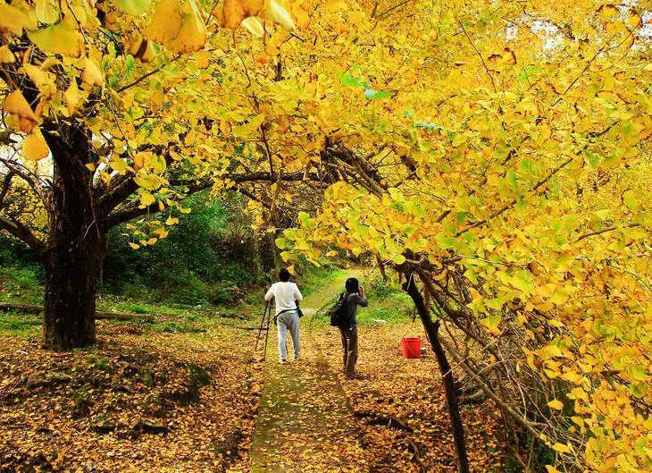 广西兴安漠川乡金秋银杏季，童话般的金色世界