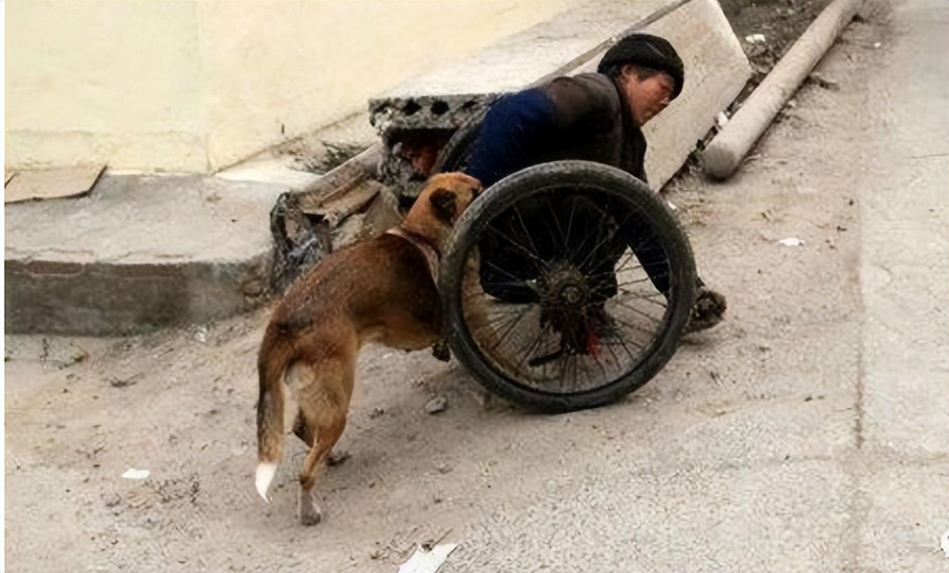 从“无人问津”到身价上万 本地土狗“土松犬”为...