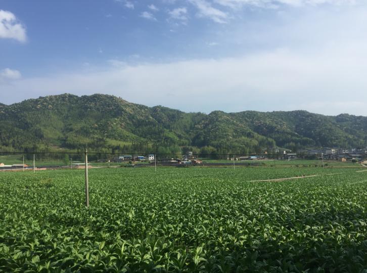 三明泰宁，菌花绽放，振兴小镇美景