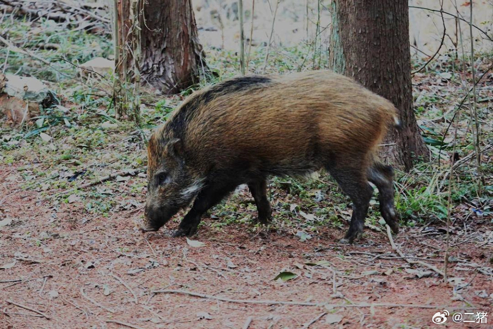 京郊野猪疯狂撒野现象背后的原因探究