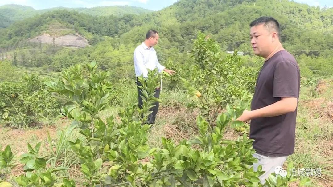 第三届赣南脐橙国际博览会盛大开幕倒计时启动，聚焦橙香盛宴，共襄发展盛举