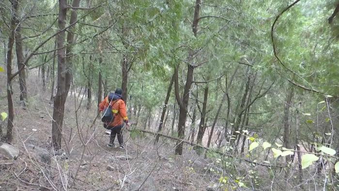 护林三十二载临沂“山大王”刘善东守得青山万木生