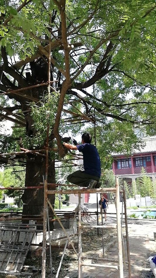 滨州市古树名木抢救复壮项目启动，一、二级古树相继展开复壮行动