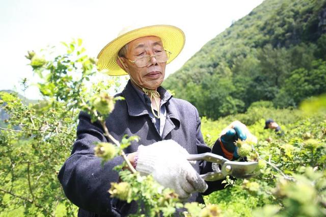 水城区野钟乡刺梨丰收，硕果累累喜人景象