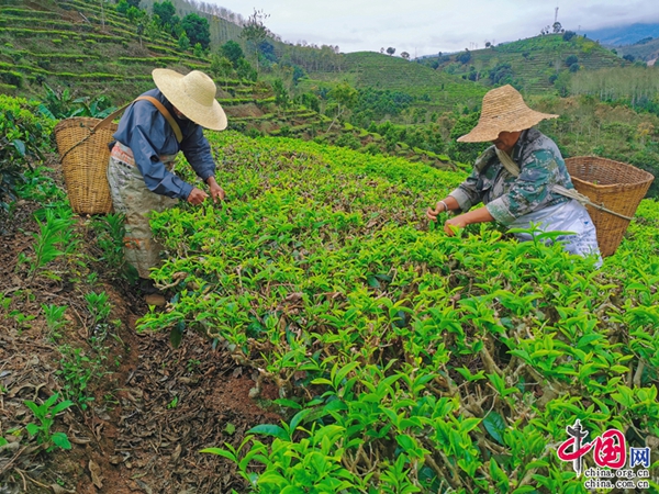 云南普洱，乡愁点燃返乡创业激情