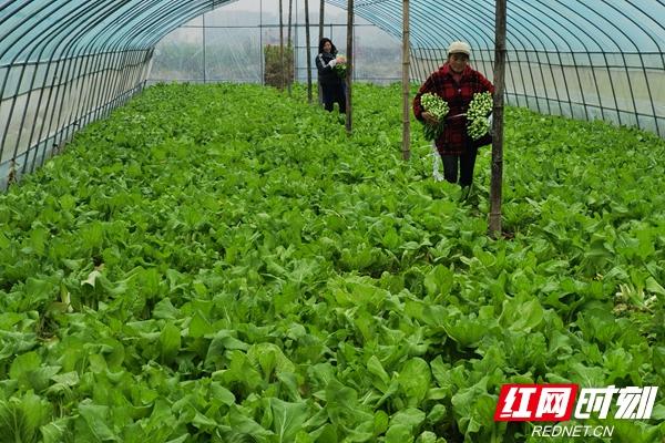 智能化大棚，充实菜篮子的同时带动经济效益增长