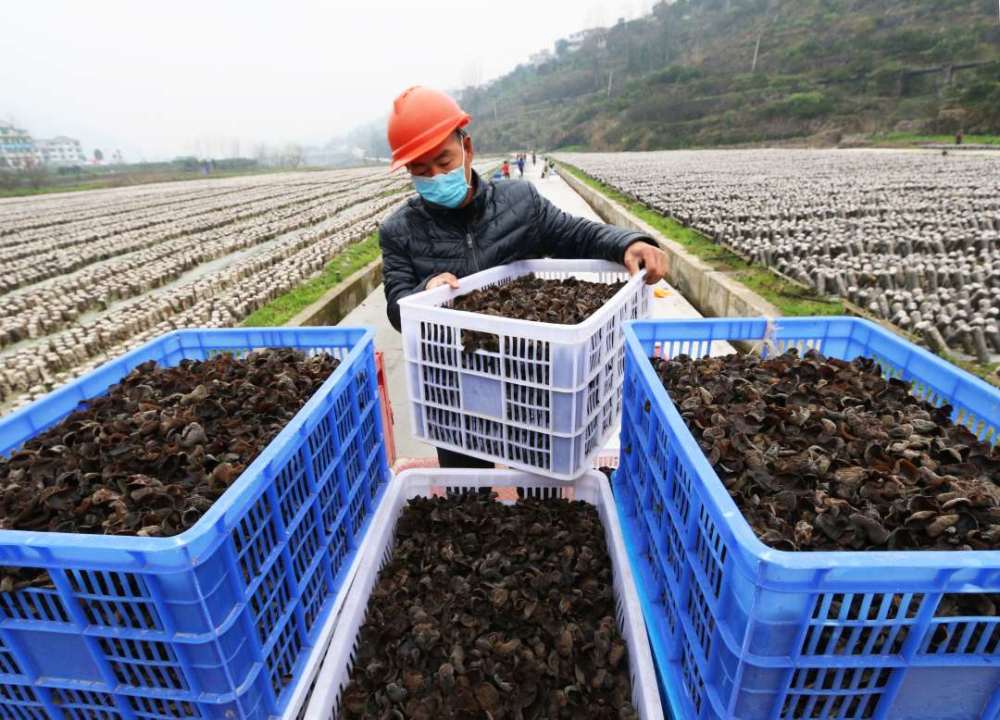 新蒲新区，食用菌产业助力农民增收致富