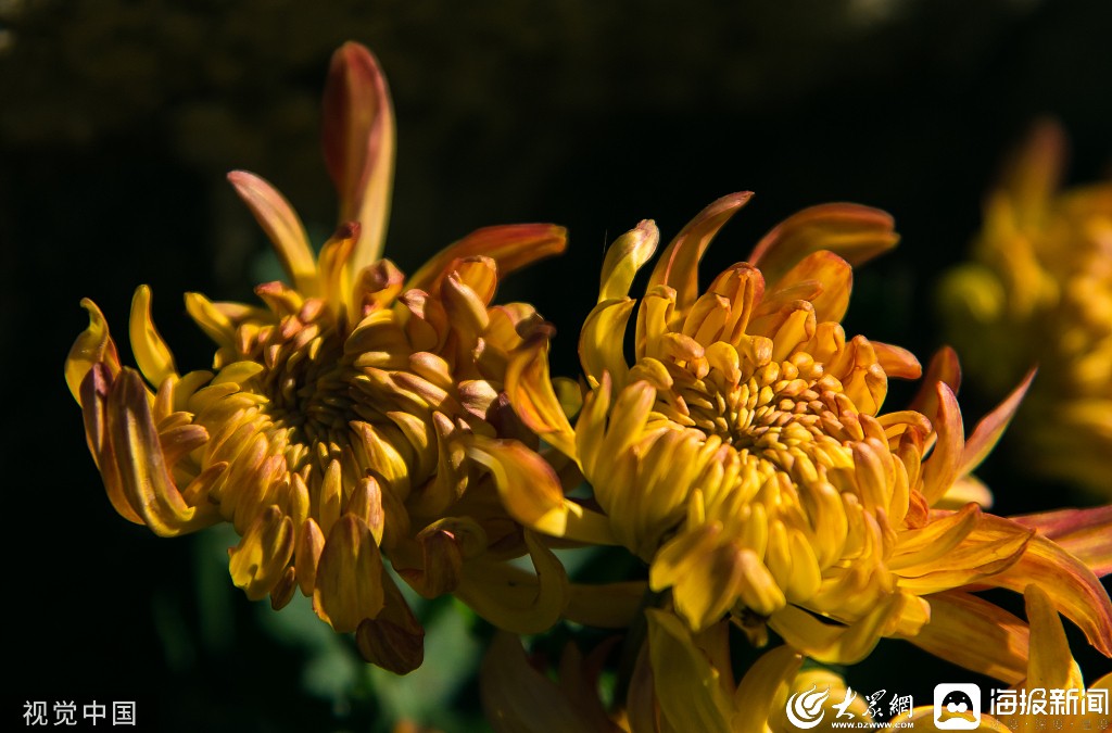 临沂，菊花盛宴，色彩绽放的魅力