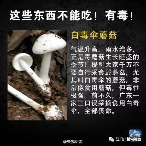 警惕！毒菌生长旺季来临，了解预防与应对措施至关重要