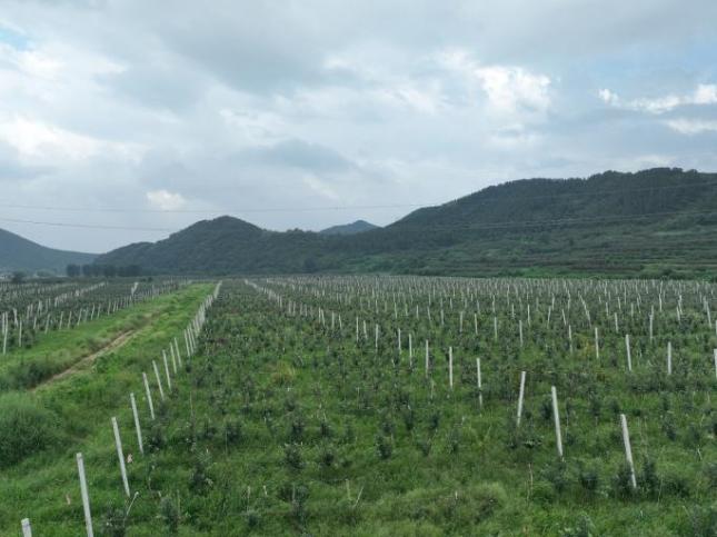 抓实“跨村联建”推动乡村...