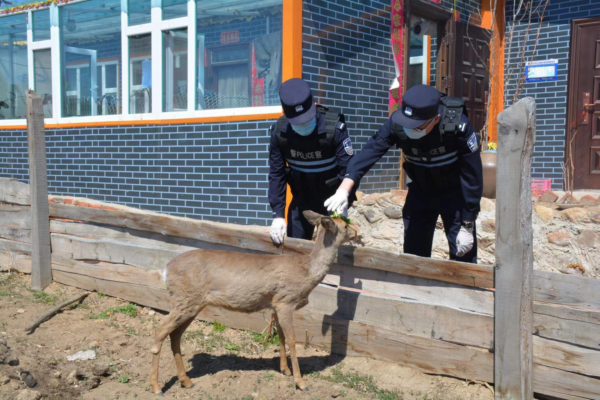 警民联手救助傻狍子，人与自然和谐共生的美好瞬间