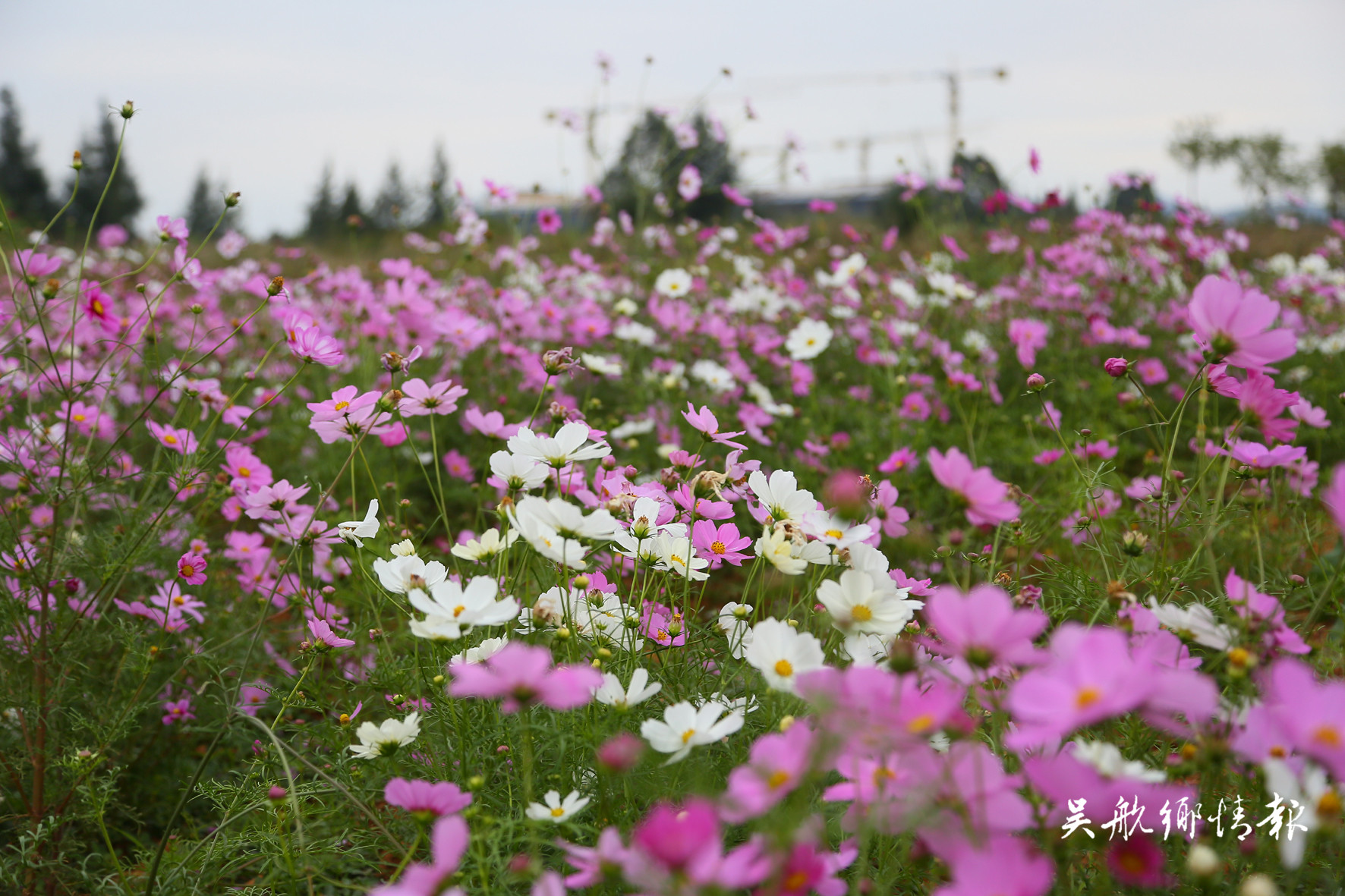 合肥滨湖塘西河公园波斯菊盛开，惊艳绽放的美景