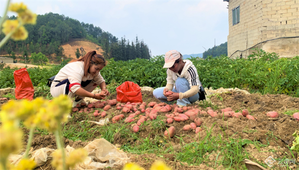 普洱澜沧免费赠送优质薯种，助力农民增收添薯光希望