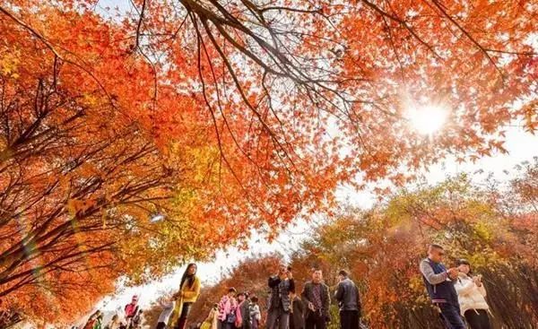 秦岭枫景，如画之韵